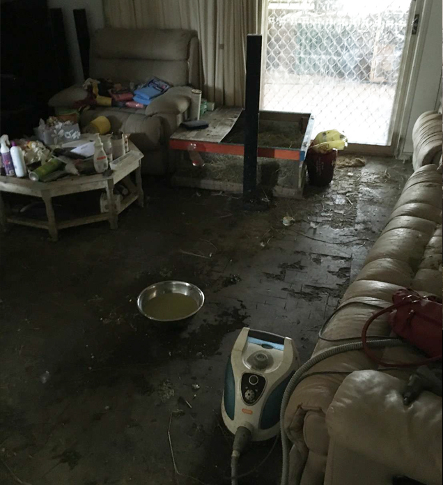 Farm animals living inside home in squalid conditions 